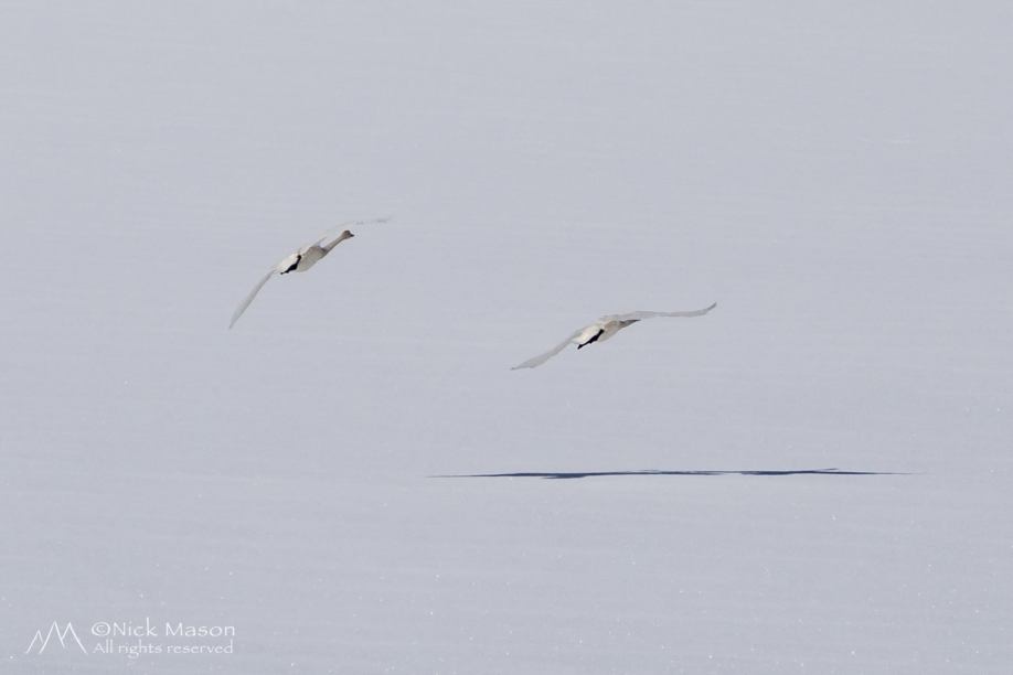11 Swans, Vestvågøya Island